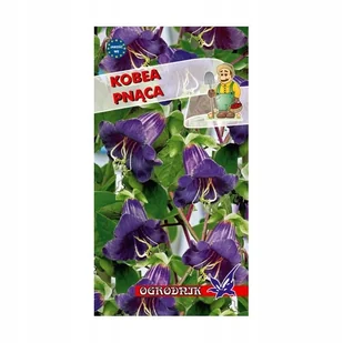 Kobea pnąca fioletowa 6-8 ziaren / O / - Nasiona i cebule - miniaturka - grafika 1
