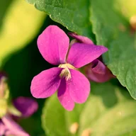 Nasiona i cebule - Fiołek motylkowaty Różowy 'Rosea' (Viola sororia) Doniczka 1.0L - miniaturka - grafika 1