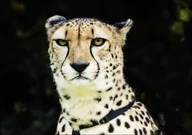 Plakaty - Cheetah at Myrtle Beach Zoo, Carol Highsmith - plakat 70x50 cm - miniaturka - grafika 1