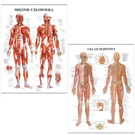 Mapy i plansze edukacyjne - Zestaw plansz anatomicznych - Mięśnie i Nerwy (PL) - miniaturka - grafika 1