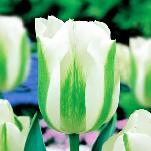Tulipan Ekskluzywny Green Spirit 5 szt cebulki Tulipany - Nasiona i cebule - miniaturka - grafika 1