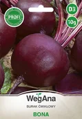 Nasiona i cebule - Burak cwiklowy Bona 20g nasiona - WegAna - miniaturka - grafika 1
