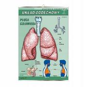 Mały naukowiec - Układ oddechowy plansza plakat anatomia - miniaturka - grafika 1