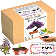 Nasiona i cebule - Prezent na Dzień Matki drzewko szczęścia bonsai prezent na dzień mamy róża - miniaturka - grafika 1