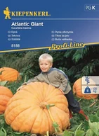 Nasiona i cebule - Kiepenkerl Dynia olbrzymia Atlantic Giant 102041 - miniaturka - grafika 1