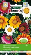 Nasiona i cebule - Plantico GAZANIA BŁYSZCZĄCA MIX 0,3g - miniaturka - grafika 1