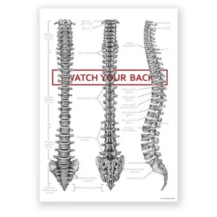 Plakat anatomiczny - Kręgosłup - WATCH YOUR BACK - Marta Pawelec - Mapy i plansze edukacyjne - miniaturka - grafika 1