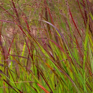 Proso rózgowate 'Sangria' Czerwona trawa (Panicum virgatum) Doniczka 2.0L - Trawy i trawniki - miniaturka - grafika 1