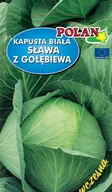 Nasiona i cebule - Kapusta głowiasta biała Sława z Gołebiewa 2 g POLAN - miniaturka - grafika 1