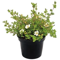 Sadzonki drzew krzewów - Potentilla Mix 20-30cm C2 - miniaturka - grafika 1