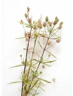 EQUIHERBS Babka płesznik 0,5 kg - Akcesoria jeździeckie - miniaturka - grafika 1