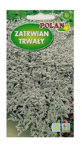 Zatrwian trwały Tataricum Biały 0,3 g POLAN - Nasiona i cebule - miniaturka - grafika 1