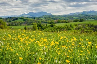 Plakat, Łąka pełna kwiatów Pireneje, 42x29,7 cm - Plakaty - miniaturka - grafika 1