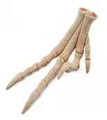 Figurki dla dzieci - Collecta Figurka REPLIKA KOŃCZYNY VELOCIRAPTORA 89285 004-89285 - miniaturka - grafika 1