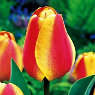 Nasiona i cebule - Tulipan Darwina Apeldorn'S Elite 5 szt Tulipany cebulki tulipanów - miniaturka - grafika 1