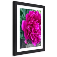 Plakaty - Plakat w ramie czarnej, Różowy duży kwiat (Rozmiar 30x45) - miniaturka - grafika 1
