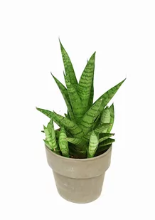 Sansevieria sansewieria Tough Lady P10 - Kwiaty doniczkowe - miniaturka - grafika 1