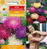 Nasiona i cebule - Toraf KWIATY Aster chryzantemowy mix nasiona 1g 00315 - miniaturka - grafika 1