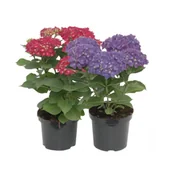 Kwiaty doniczkowe - Hortensja ogrodowa wys. 30-40 cm don. 3 l - miniaturka - grafika 1