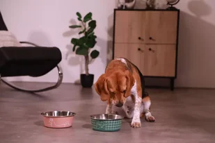 ZOLUX Antypoślizgowa miska dla psa FOOD kol. zielony 1700ML - Miski dla psów - miniaturka - grafika 10