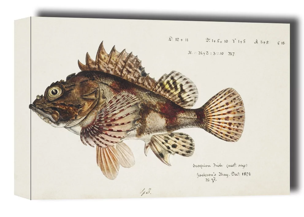 Antique Red Scorpion fish, F. E. Clarke - obraz na płótnie Wymiar do wyboru: 100x70 cm