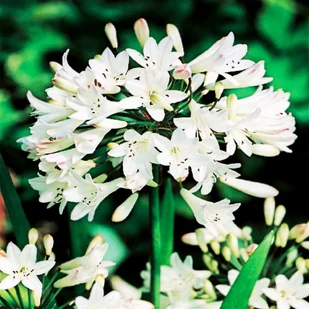 Agapanthus Agapant Biały 1 szt byliny - Nasiona i cebule - miniaturka - grafika 1