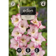 Nasiona i cebule - Mieczyk Priscilla 7 sztuk Eden - miniaturka - grafika 1