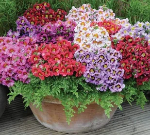 MOTYLEK SCHIZANTHUS WISETONENSIS MIX KOLORÓW 0,5 G - Nasiona i cebule - miniaturka - grafika 1