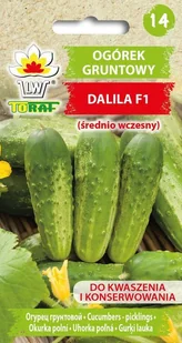 Ogórek DALILA F1 (typu Polan, śr. wczesny) Cucumis sativus L. - Nasiona i cebule - miniaturka - grafika 1
