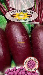 BURAK ĆWIKŁOWY OPOLSKI ok. 100 nasion OTOCZKOWANE - Nasiona i cebule - miniaturka - grafika 1