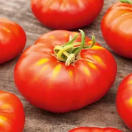 Nasiona i cebule - Pomidor szklarniowy DAFNE F1 Solanum lycopersicum L. - miniaturka - grafika 1