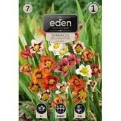 Nasiona i cebule - Sparaksis cebulki mix 7 sztuk Eden - miniaturka - grafika 1