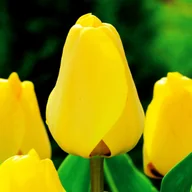 Nasiona i cebule - Tulipan Darwina Golden Apeldorn 5 szt Tulipany cebulki tulipanów - miniaturka - grafika 1