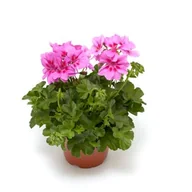 Kwiaty doniczkowe - Pelargonia bluszczolistna "Lolipop" - miniaturka - grafika 1