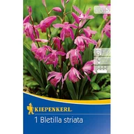 Nasiona i cebule - Bletilla pasiasta - miniaturka - grafika 1