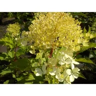 Kwiaty doniczkowe - Hortensja bukietowa mix A don. 2 l - miniaturka - grafika 1