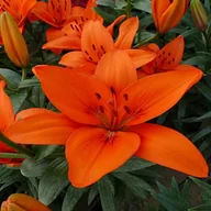 Nasiona i cebule - Lilia Azjatycka Orange Summer 1 szt cebule lilii - miniaturka - grafika 1
