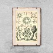 Plakaty - Plakat vintage Xexactinellae Ernst Haeckel - miniaturka - grafika 1