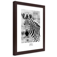 Plakaty - Plakat w ramie brązowej, Ciekawska zebra (Rozmiar 30x45) - miniaturka - grafika 1