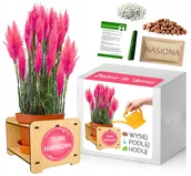 Nasiona i cebule - Zestaw do Uprawy TRAWA PAMPASOWA RÓŻOWA nasiona - miniaturka - grafika 1