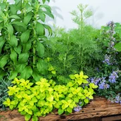 Nasiona i cebule - Ziołowy Zakątek Nasiona Ziół na taśmie nasiona - miniaturka - grafika 1