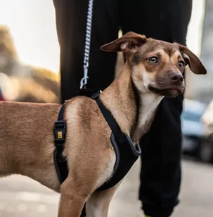 Dingo Szelki bezuciskowe z dwupaskową regulacją L czarne - Szelki dla psów - miniaturka - grafika 2