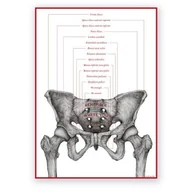 Mapy i plansze edukacyjne - Plakat anatomiczny - Miednica żeńska - REMEMBER - Marta Pawelec - miniaturka - grafika 1