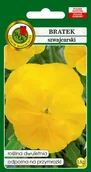 Nasiona i cebule - BRATEK SZWAJCARSKI GOLDGELB ŻÓŁTY 0,8g - miniaturka - grafika 1