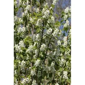 Sadzonki drzew krzewów - Świdośliwa olcholistna wys. 60-80 cm don. 21 cm - miniaturka - grafika 1