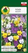 Nasiona i cebule - Fiołek rogaty mieszany 0,3 g PNOS - miniaturka - grafika 1