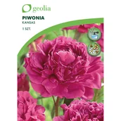 Nasiona i cebule - Piwonia Kansas 1szt. cebulki kwiatów Geolia - miniaturka - grafika 1