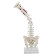 Meble i wyposażenie gabinetów medycznych - Elastyczny model kręgosłupa z miednicą na podstawce Erler Zimmer - miniaturka - grafika 1