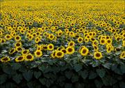 Plakaty - Sunflowers in a Wisconsin field., Carol Highsmith - plakat 60x40 cm - miniaturka - grafika 1