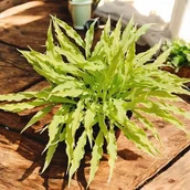 Nasiona i cebule - Hosta Funkia Wiggles and Squiggles 1 szt. sadzonka sadzonki - miniaturka - grafika 1